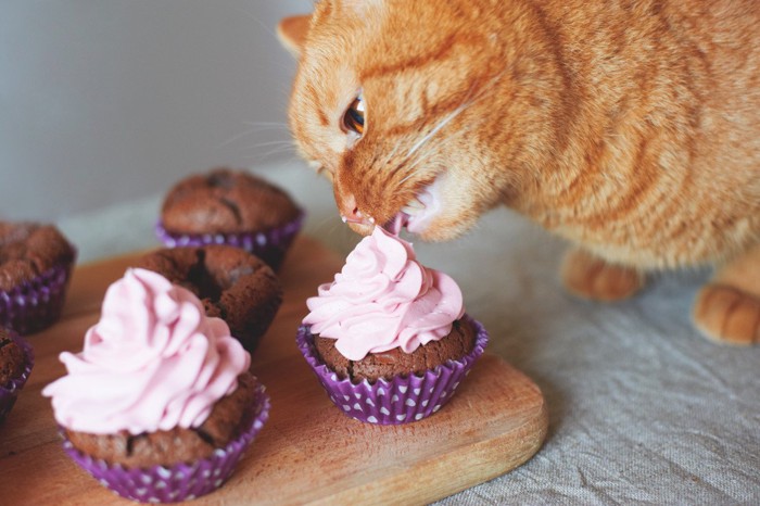 カップケーキのクリームを舐める猫