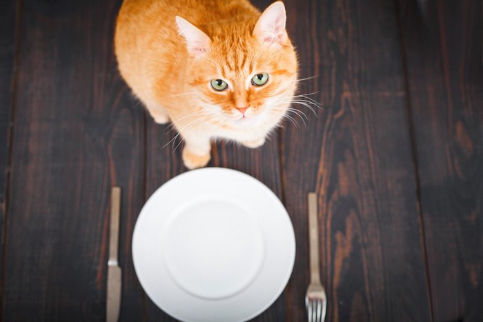 空のお皿の前で座る猫