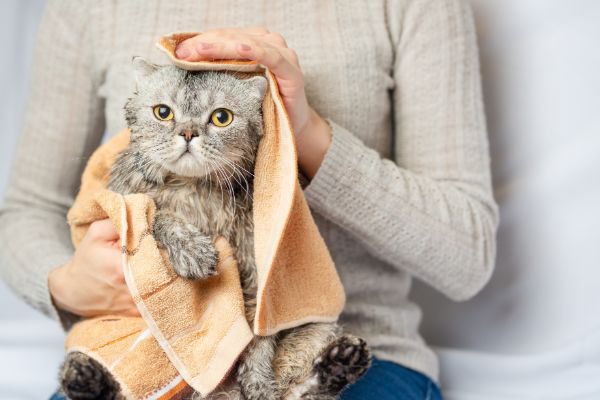 タオルで体を拭かれる猫