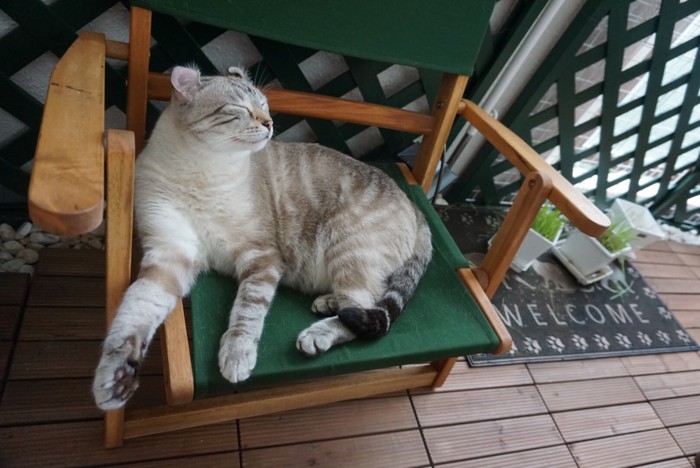 椅子で眠る猫ちゃん