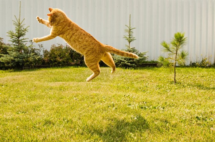 緑色の草の上でジャンプする猫
