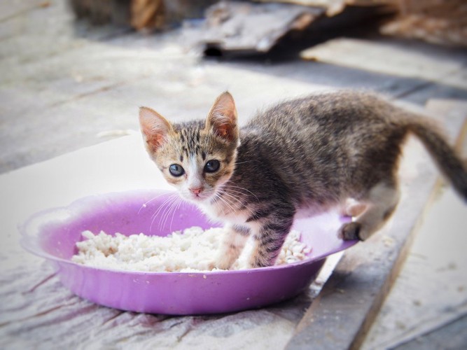 紫のご飯皿に乗るキジトラ白の子猫