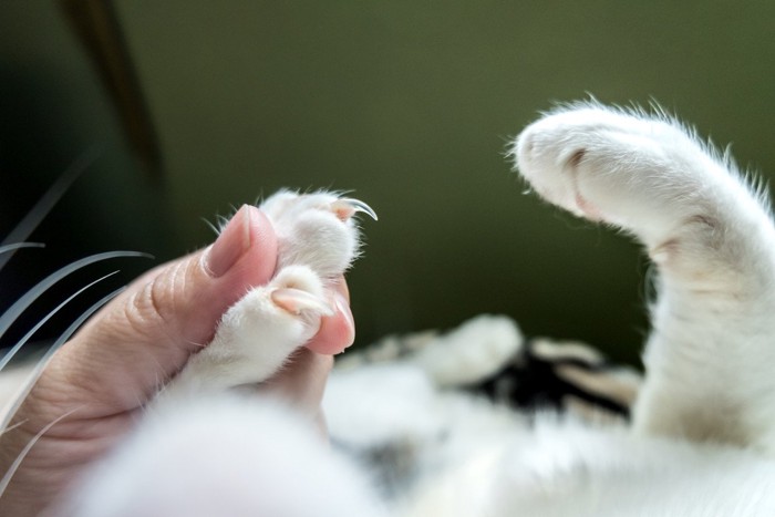 鋭い爪の猫の足を持つ人の手