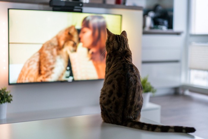 TVを見つめる猫の後ろ姿