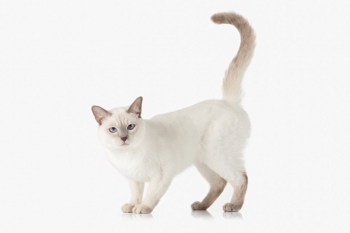 尻尾を立てるシャム柄の猫