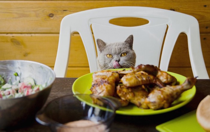 椅子に座ってテーブルの上のチキンを狙う猫