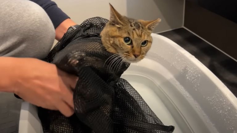 洗濯ネットから顔を出す猫