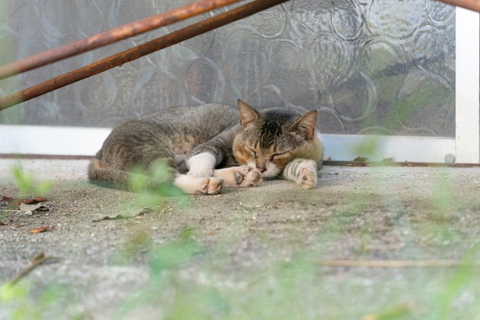外で眠る猫