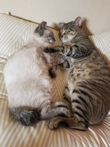 猫背で寝る2匹の猫