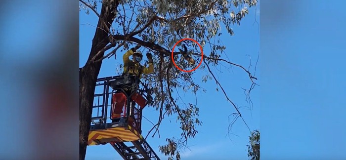 枝から飛び降りる猫と作業車の上の男性