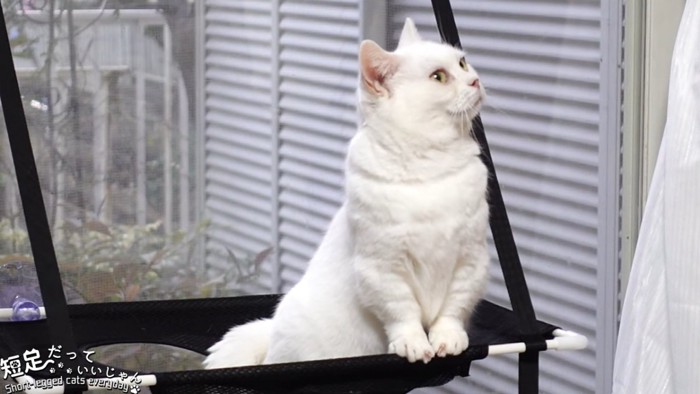 上を見る白猫