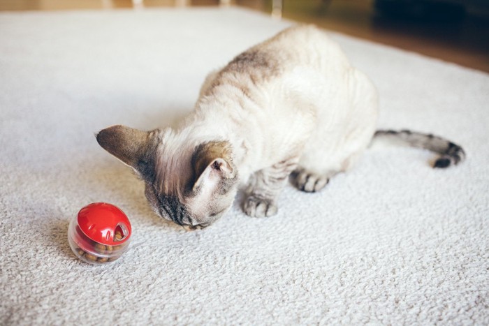 おやつボールで遊ぶ猫