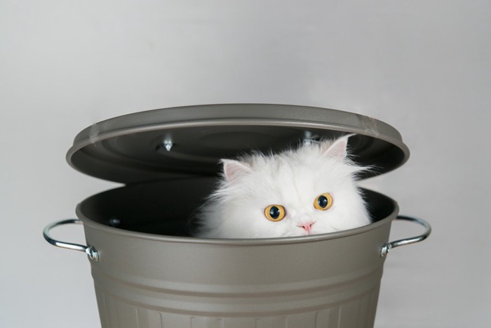 ごみ箱に入る猫
