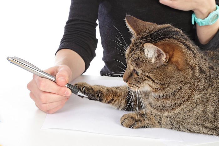 人の持つペンに戯れる猫