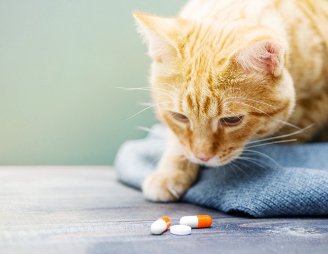 薬を覗き込む猫