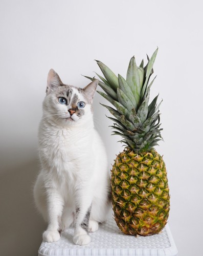 白い猫とパイナップル