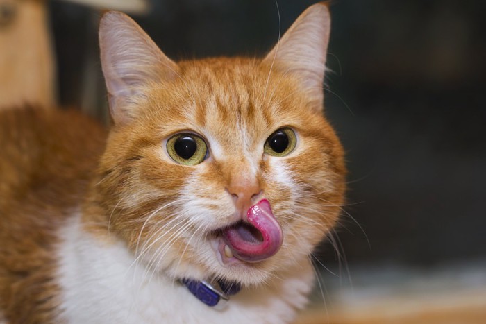 舌出し猫
