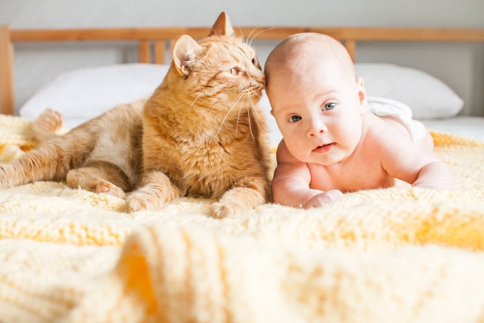 人間の赤ちゃんと猫