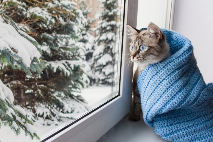 冬の窓際で雪景色を見つめる子猫