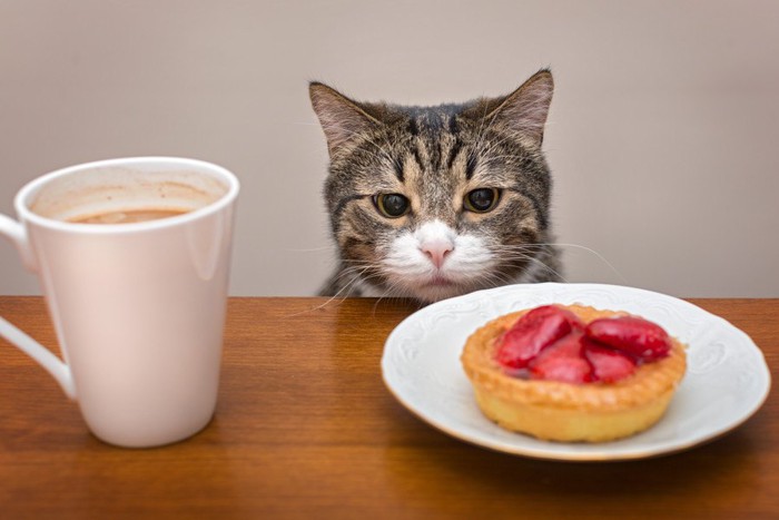 ケーキとカフェを前にする猫