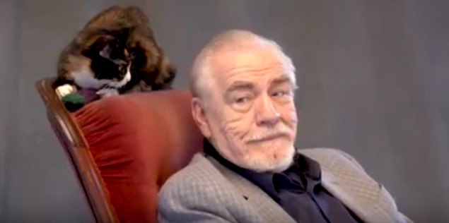 猫と俳優