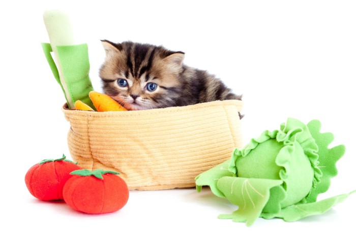 子猫と野菜のぬいぐるみ