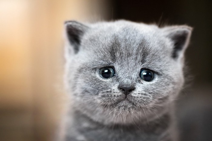 悲しい表情の猫