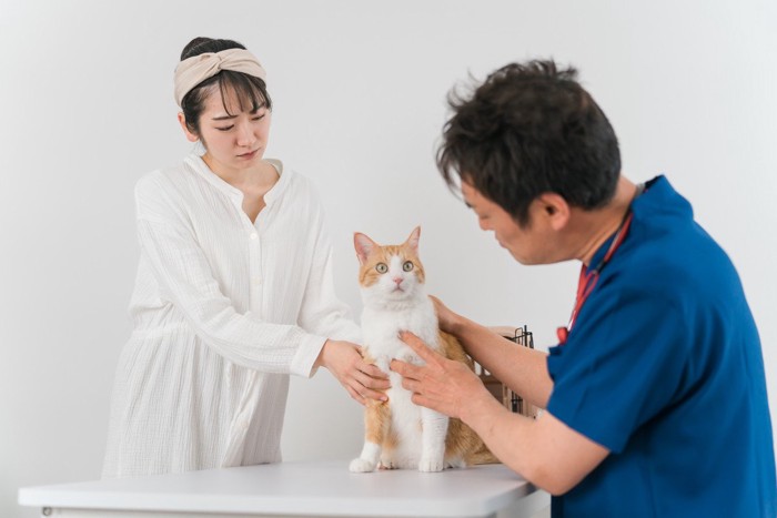 診察を受ける猫