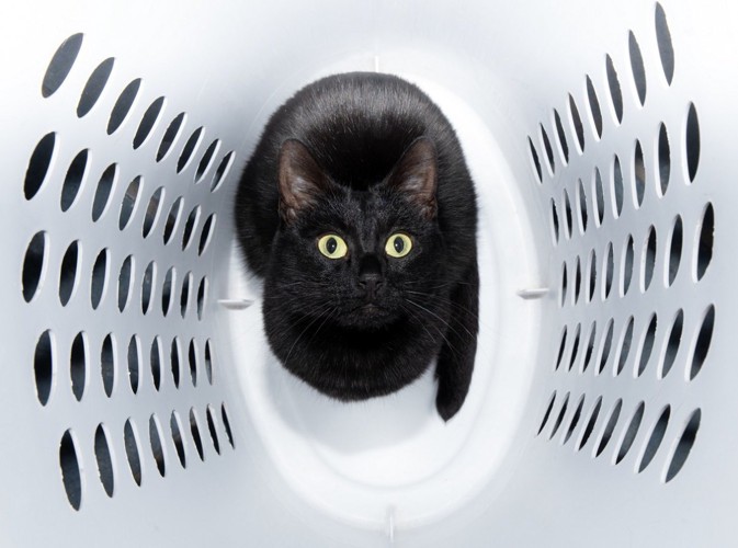 洗濯かごに入っている黒猫