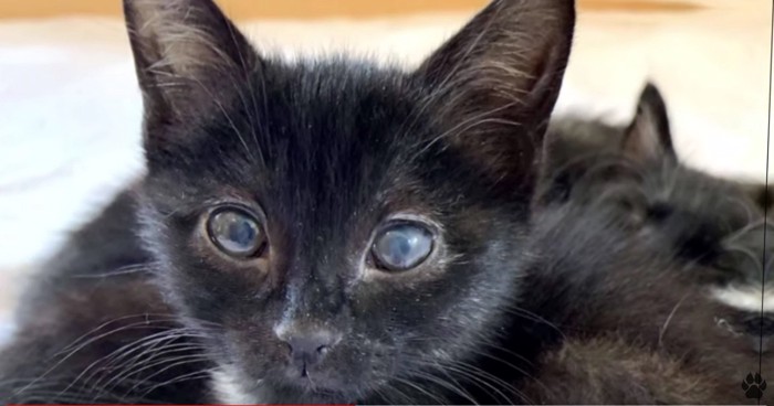 黒い子猫の顔アップ