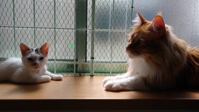 窓側に猫2匹