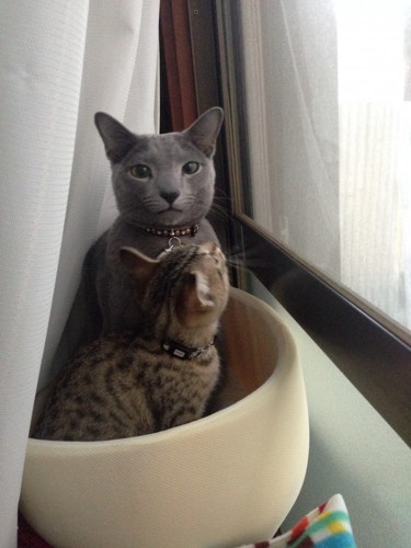 窓辺にいる2匹の猫