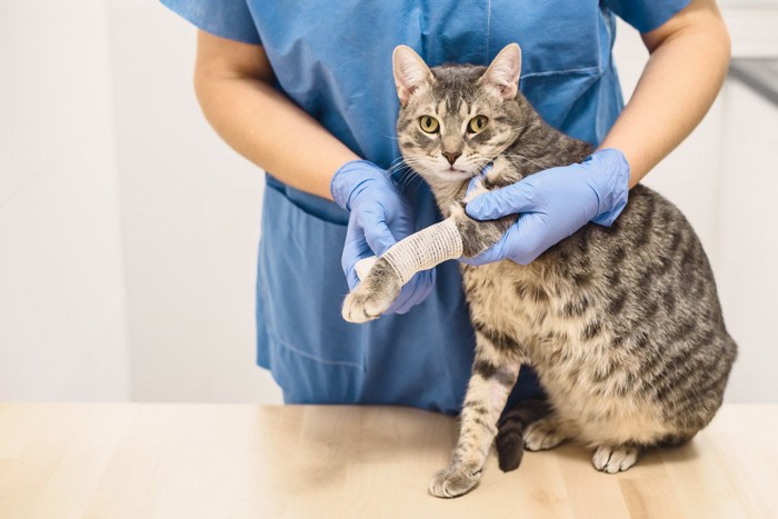猫の足に包帯を巻く獣医師