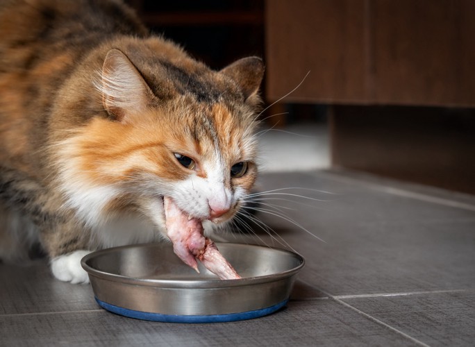 骨つき肉を食べる猫