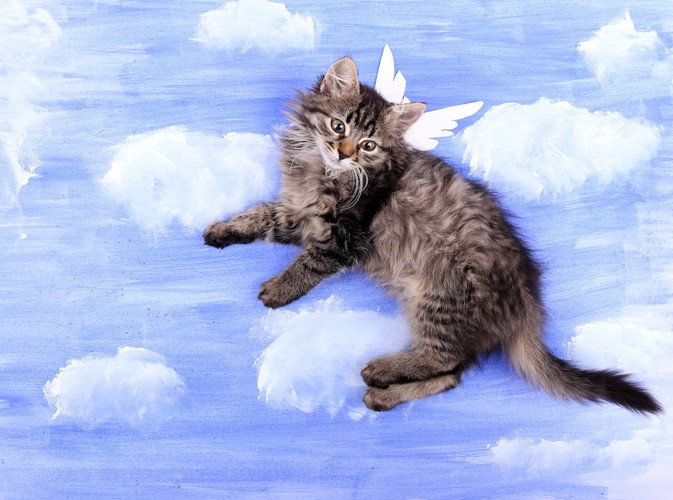 雲の絵を背景に天使の羽をつけた猫