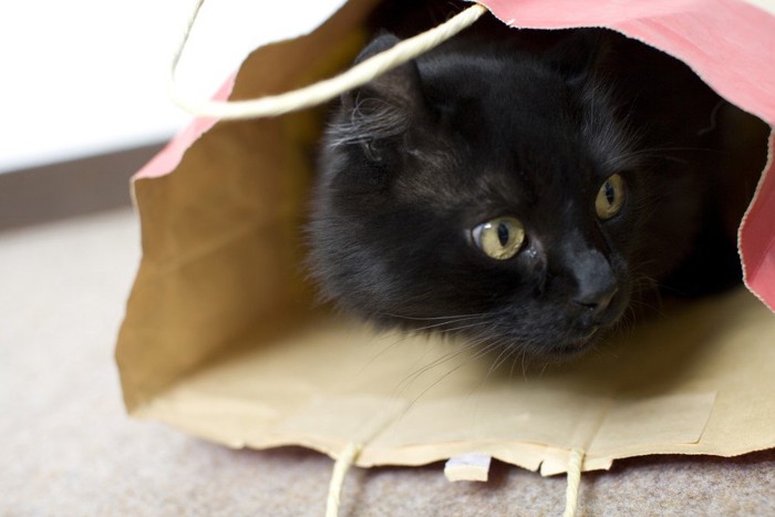 紙袋に収まる猫