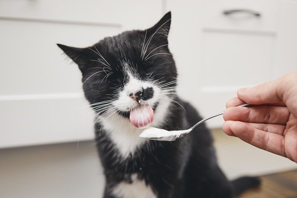 猫にヨーグルトを与える正しい方法