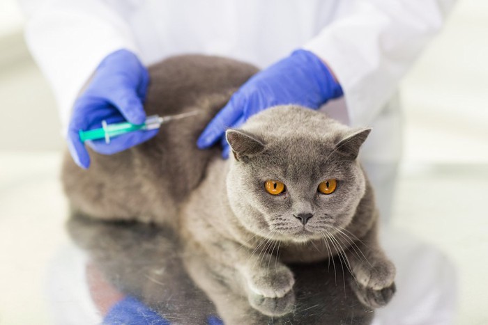 ワクチンの接種を受けるグレーの猫