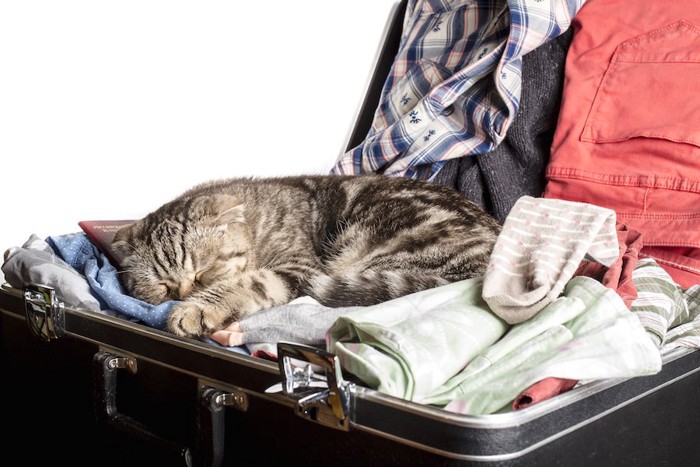 スーツケースの中の洋服の上で眠る猫