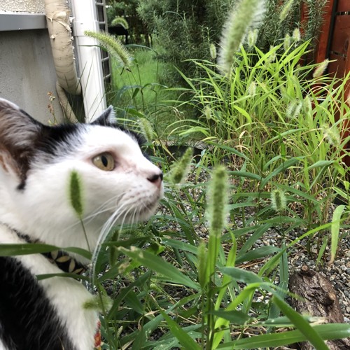 猫と雑草