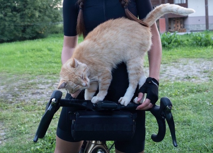 自転車のハンドルに乗る猫