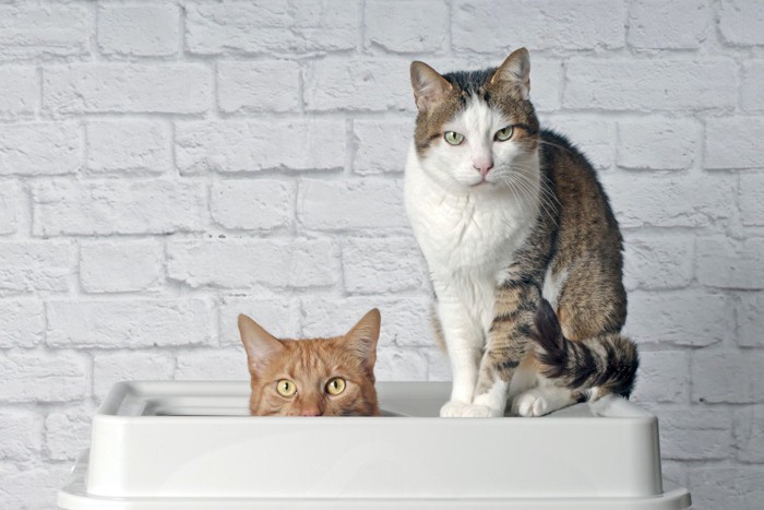 トイレの中の2匹の猫