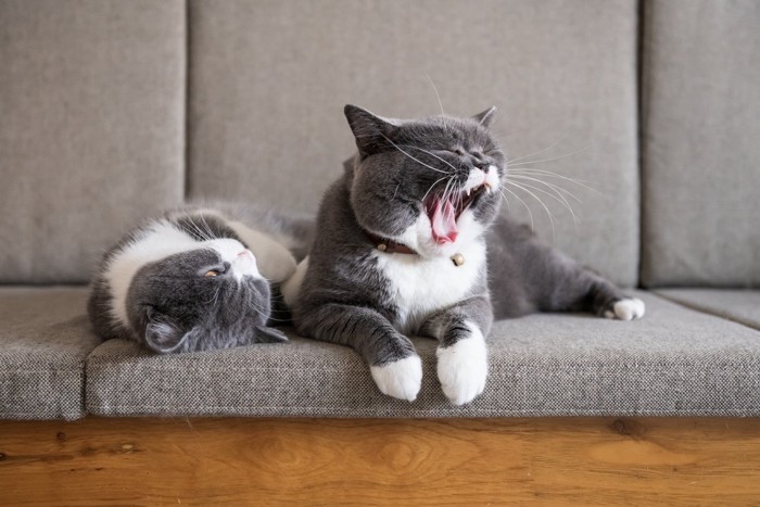 あくびをする猫と寝る猫