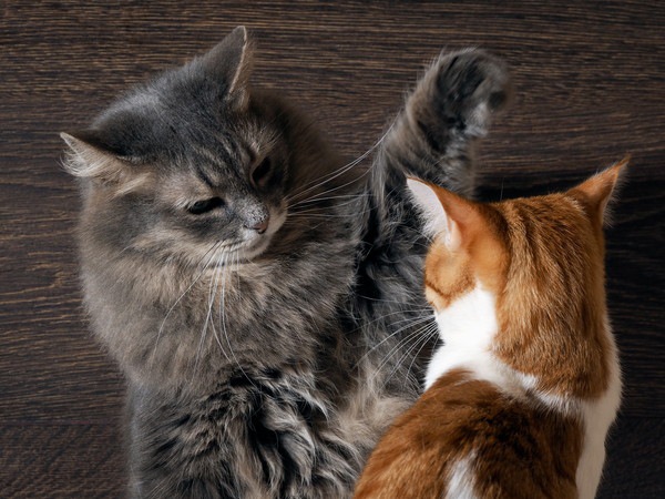 喧嘩をする猫たち
