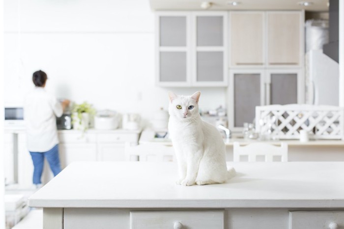 キッチンのテーブルの上に座る白猫