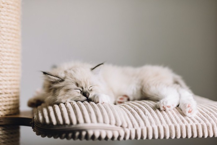 キャットタワーで眠る白いふわふわの猫
