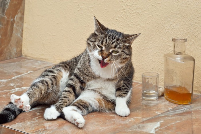 酔っぱらい風な猫