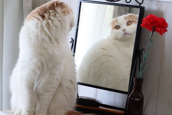 鏡を見る猫