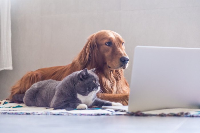 PCを見る猫と犬