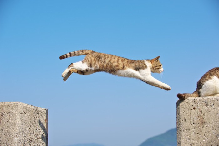 ジャンプして飛び移る猫